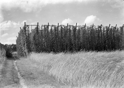 127755 Gezicht op een hopveld op de Utrechtse Heuvelrug.